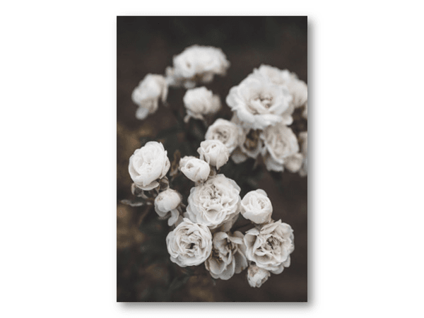 Hovedbilde 50 stk | Hvite blomster | 10x15 cm